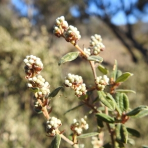 Pomaderris pallida at Kambah, ACT - 18 Aug 2021 02:02 PM