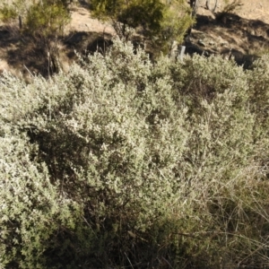 Pomaderris pallida at Kambah, ACT - 18 Aug 2021