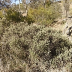 Pomaderris pallida at Kambah, ACT - 18 Aug 2021 02:02 PM