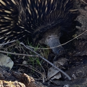 Tachyglossus aculeatus at Macarthur, ACT - 15 Aug 2021