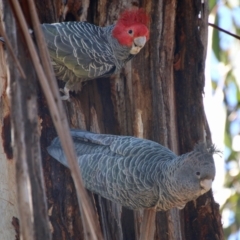 Callocephalon fimbriatum (Gang-gang Cockatoo) at GG188 - 18 Aug 2021 by LisaH