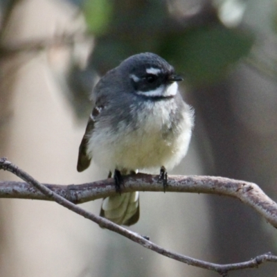 Rhipidura albiscapa (Grey Fantail) at Springdale Heights, NSW - 18 Aug 2021 by PaulF