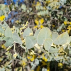 Acacia podalyriifolia (Queensland Silver Wattle) at Isaacs, ACT - 18 Aug 2021 by Mike