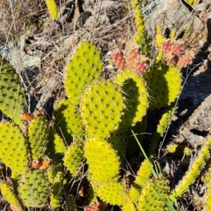 Opuntia puberula at Isaacs, ACT - 18 Aug 2021 02:59 PM