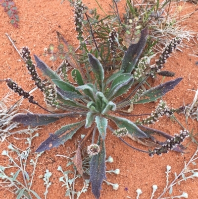 Plantago drummondii at Tibooburra, NSW - 1 Jul 2021 by Ned_Johnston