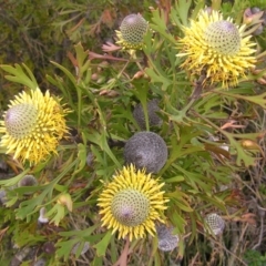 Isopogon anemonifolius (Common Drumsticks) at Barren Grounds, NSW - 4 Feb 2012 by MatthewFrawley