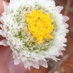 Polycalymma stuartii at Tibooburra, NSW - 1 Jul 2021 by Ned_Johnston