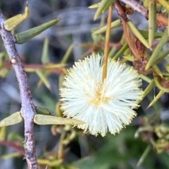 Acacia ulicifolia (Prickly Moses) at Tuggeranong DC, ACT - 15 Aug 2021 by RAllen