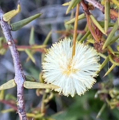 Acacia ulicifolia (Prickly Moses) at Wanniassa Hill - 15 Aug 2021 by RAllen