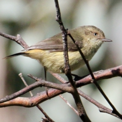 Acanthiza reguloides (Buff-rumped Thornbill) at Springdale Heights, NSW - 18 Aug 2021 by PaulF