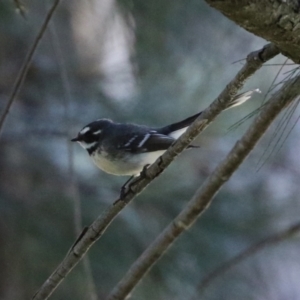 Rhipidura albiscapa at Gordon, ACT - 18 Aug 2021