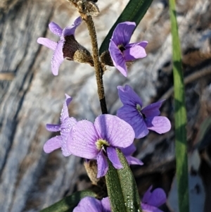 Hovea heterophylla at Holt, ACT - 18 Aug 2021