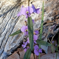 Hovea heterophylla at Holt, ACT - 18 Aug 2021