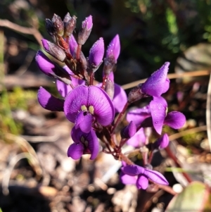 Hardenbergia violacea at Holt, ACT - 18 Aug 2021 09:23 AM