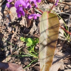 Hardenbergia violacea at Holt, ACT - 18 Aug 2021