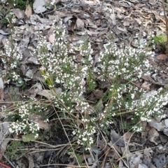 Cryptandra amara at Holt, ACT - 18 Aug 2021 09:26 AM