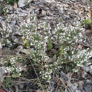 Cryptandra amara at Holt, ACT - 18 Aug 2021 09:26 AM