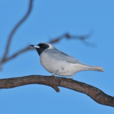 Artamus personatus (Masked Woodswallow) at Tottenham, NSW - 13 Sep 2008 by Harrisi