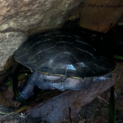 Emydura macquarii (Macquarie Turtle) at Regentville, NSW - 18 Aug 2021 by PatrickCampbell