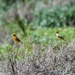 Epthianura aurifrons (Orange Chat) at Irymple, NSW - 25 Jan 2008 by Harrisi