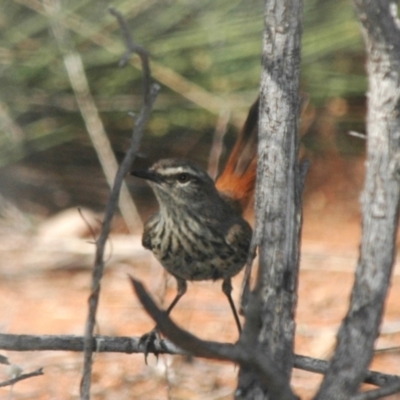 Hylacola cauta (Shy Heathwren) at Irymple, NSW - 25 Jan 2008 by Harrisi