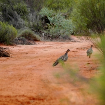 Leipoa ocellata (Malleefowl) at Mount Hope, NSW - 24 Jan 2008 by Harrisi