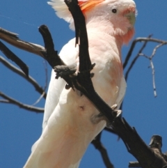 Lophochroa leadbeateri (Pink Cockatoo) at Irymple, NSW - 24 Jan 2008 by Harrisi