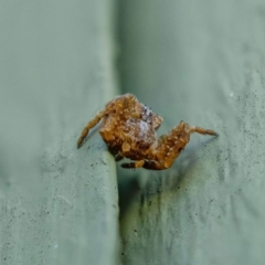 Stephanopis sp. (genus) (Knobbly crab spider) at Wanniassa, ACT - 18 Aug 2021 by sciencegal