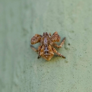 Stephanopis sp. (genus) at Wanniassa, ACT - 18 Aug 2021