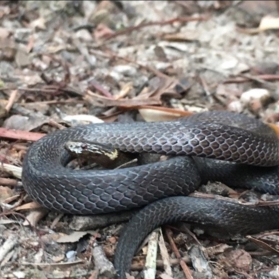 Cacophis krefftii (Dwarf Crowned Snake) at Kincumber, NSW - 18 Aug 2021 by BrianHerps