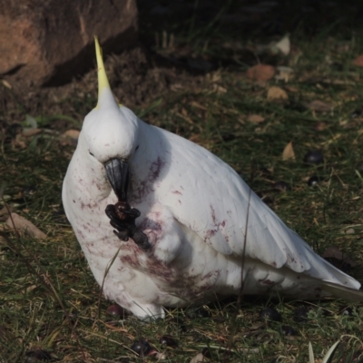 Cacatua galerita (Sulphur-crested Cockatoo) at Conder, ACT - 25 May 2021 by michaelb