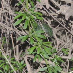 Galium aparine (Goosegrass, Cleavers) at Tennent, ACT - 7 Jul 2021 by michaelb