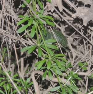 Galium aparine at Tennent, ACT - 7 Jul 2021