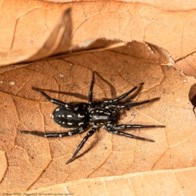 Nyssus albopunctatus (White-spotted swift spider) at Macgregor, ACT - 19 Aug 2021 by Roger