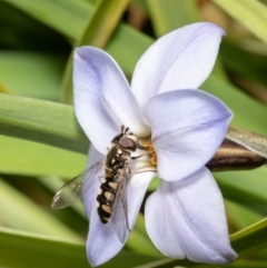 Melangyna sp. (genus) (Hover Fly) at Macgregor, ACT - 19 Aug 2021 by Roger