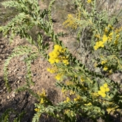 Acacia cultriformis at Jerrabomberra, NSW - 22 Aug 2021