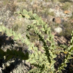 Acacia cultriformis at Jerrabomberra, NSW - 22 Aug 2021