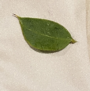 Acacia cultriformis at Jerrabomberra, NSW - 22 Aug 2021