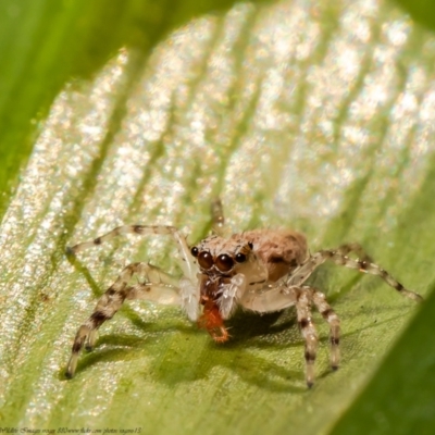 Helpis minitabunda (Threatening jumping spider) at Macgregor, ACT - 18 Aug 2021 by Roger