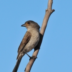 Pachycephala rufogularis (Red-lored Whistler) at Mount Hope, NSW - 18 Sep 2009 by Harrisi