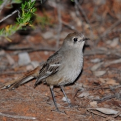 Drymodes brunneopygia (Southern Scrub-robin) at Mount Hope, NSW - 19 Sep 2009 by Harrisi