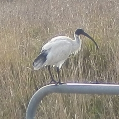 Threskiornis molucca (Australian White Ibis) at Dunlop, ACT - 14 Jun 2021 by johnpugh