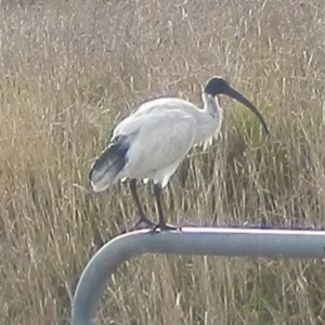 Threskiornis molucca at Dunlop, ACT - 14 Jun 2021