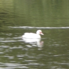 Cairina moschata (Muscovy Duck (Domestic Type)) at Dunlop, ACT - 19 Nov 2010 by johnpugh