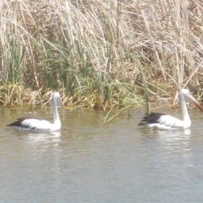 Pelecanus conspicillatus (Australian Pelican) at Dunlop, ACT - 29 Nov 2019 by johnpugh