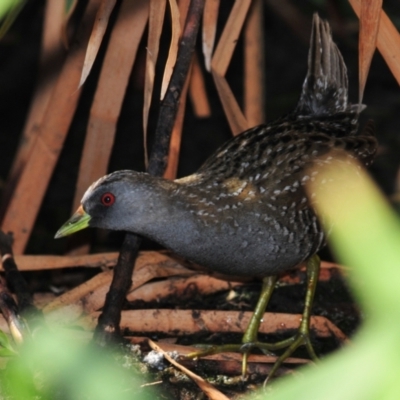 Porzana fluminea (Australian Spotted Crake) at Lake Cargelligo, NSW - 18 Sep 2009 by Harrisi