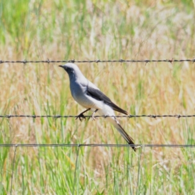 Coracina maxima (Ground Cuckooshrike) at Bribbaree, NSW - 14 Sep 2020 by Harrisi