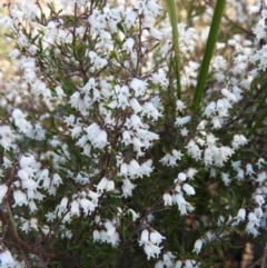 Cryptandra amara (Bitter Cryptandra) at Kambah, ACT - 15 Aug 2021 by MatthewFrawley