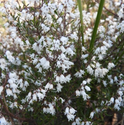 Cryptandra amara (Bitter Cryptandra) at Kambah, ACT - 15 Aug 2021 by MatthewFrawley