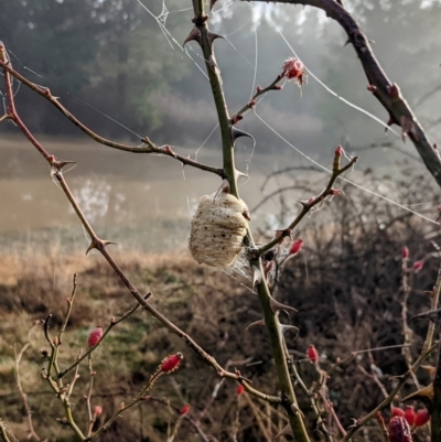 Mantidae - egg case (family) (Egg case of praying mantis) at Coree, ACT - 19 Aug 2021 by hughagan